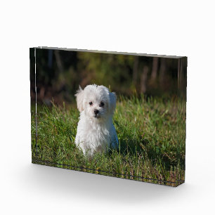 Bloque Para Fotos Un cachorro blanco.