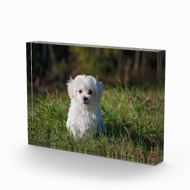 Bloque Para Fotos Un cachorro blanco. (Derecha)