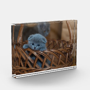 Bloque Para Fotos Un gatito lindo en una canasta