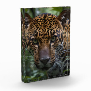 Bloque Para Fotos Un Magnífico Jaguar Se Encuentra En El Bosque,