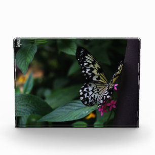 Bloque Para Fotos Una mariposa amarilla sobre flores rosadas