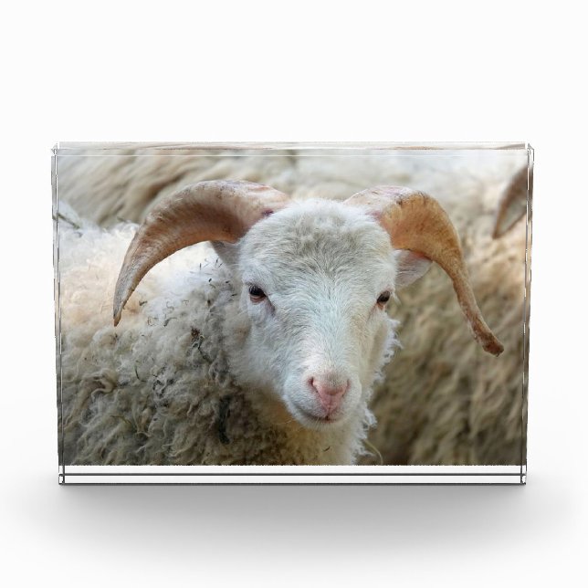 Bloque Para Fotos Una oveja con cuernos (Anverso)