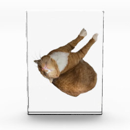 Bloque Para Fotos Upside-Down Sunshine