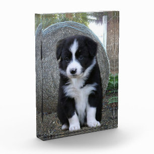 Bloque Para Fotos Vida de la granja de cachorros de collie de borde,