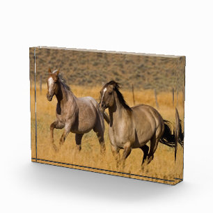 Bloque Para Fotos Vida en rancho en The Ponderosa Ranch