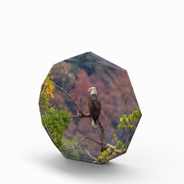 Bloque Para Fotos Viendo el otoño