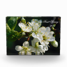 Bloque Para Fotos White Plum Blossom Macro | Personalized Photo Bloc