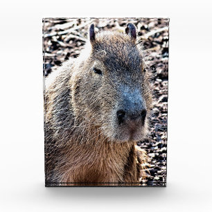 BLOQUE PARA FOTOS WILD ANIMAL CAPYBARA