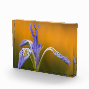 Bloque Para Fotos Wildflower salvaje del iris en la reflexión de