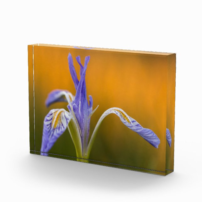 Bloque Para Fotos Wildflower salvaje del iris en la reflexión de (Derecha)