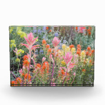 Wildflowers del suero de Sierra