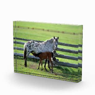 Bloque Para Fotos Yegua Appaloosa y potro