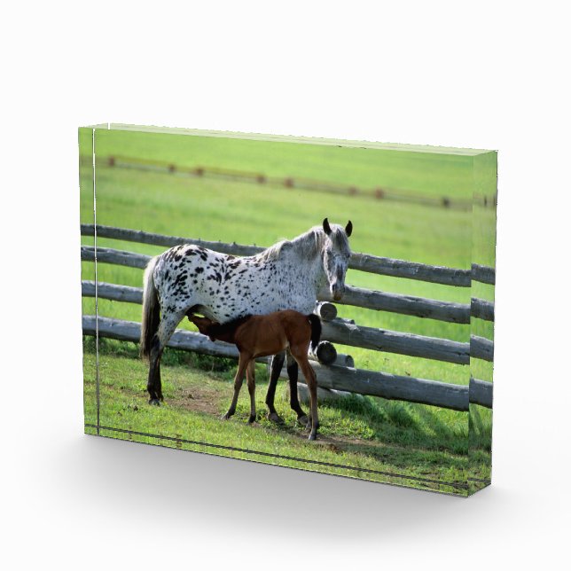 Bloque Para Fotos Yegua Appaloosa y potro (Derecha)