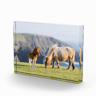 Bloque Para Fotos Yegua con potro, islas Shetland, Escocia