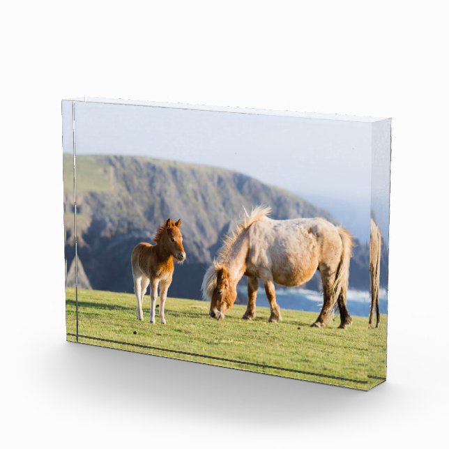 Bloque Para Fotos Yegua con potro, islas Shetland, Escocia (Derecha)