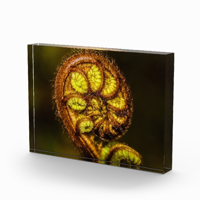 Bloque Para Fotos Young Fern Leaves (Derecha)