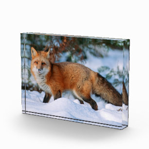 Bloque Para Fotos Zorro Rojo   Nieve en Invierno, Montana