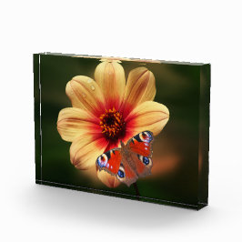 Bloqueo de fotos de mariposa y flor