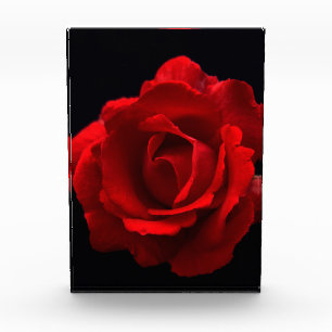 Bloqueo de fotos de Red Rose pbcn