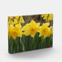 Bloqueo de fotos de Spring Daffodils