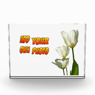 Bloqueo de fotos de tulipanes blancos soleados