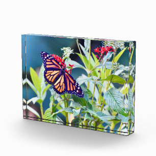 Bloques fotográficos de la mariposa monarca
