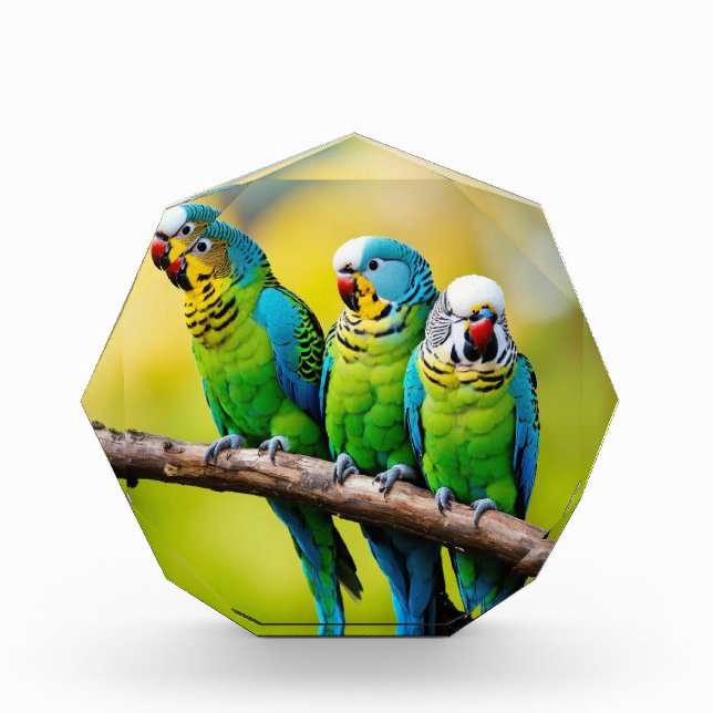 Bloques para fotos (Anverso)