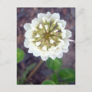 Blossom blanco 1 postal