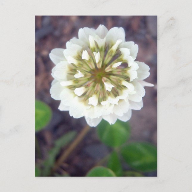 Blossom blanco 1 postal (Anverso)