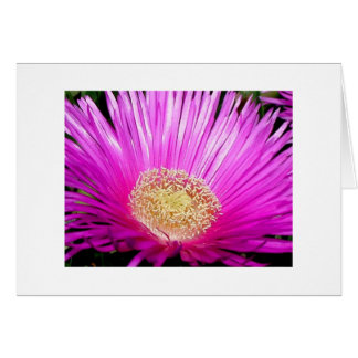 "Blossom de Iceplant"