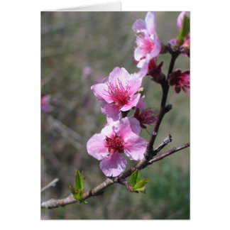 Blossom Peach
