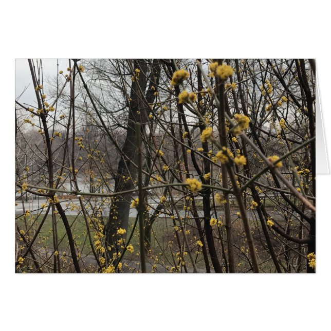 Blossoms Spring Trees Central Park Lake New York (Anverso (Horizontal))