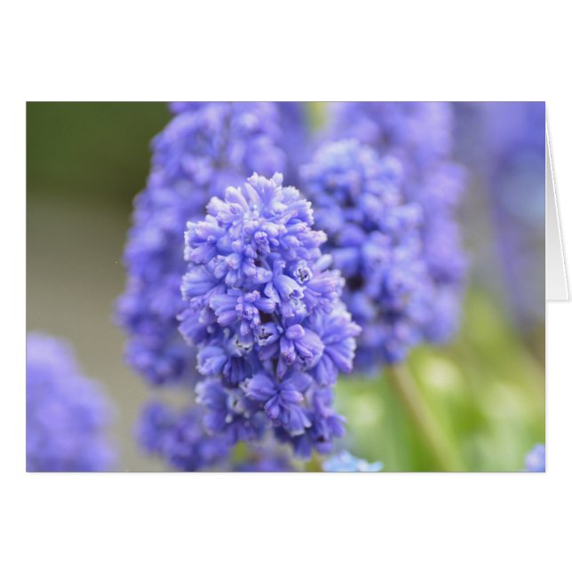 Blue Bells (Anverso (Horizontal))