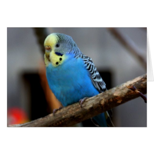 Blue Budgie (Anverso (Horizontal))