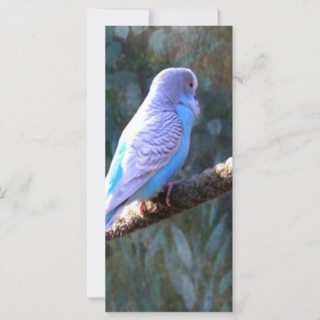 Blue Budgie Bird (Anverso)