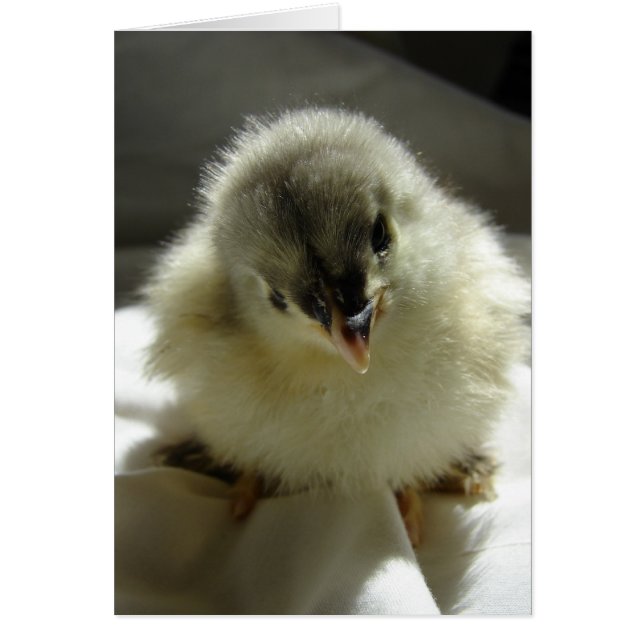 Blue Cochin Chick (Frente)