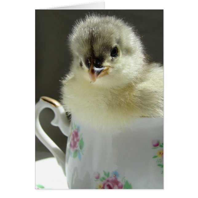 Blue Cochin Chick (Frente)