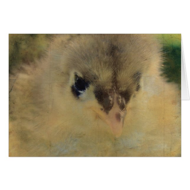 Blue Cochin Chick (Anverso (Horizontal))