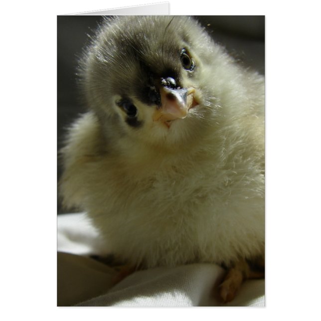 Blue Cochin Chick (Frente)