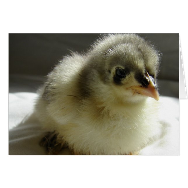 Blue Cochin Chick (Anverso (Horizontal))