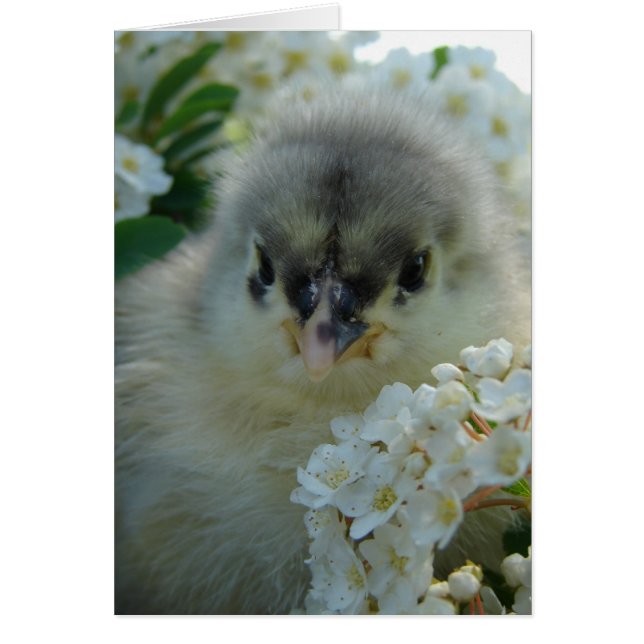 Blue Cochin Chick (Frente)