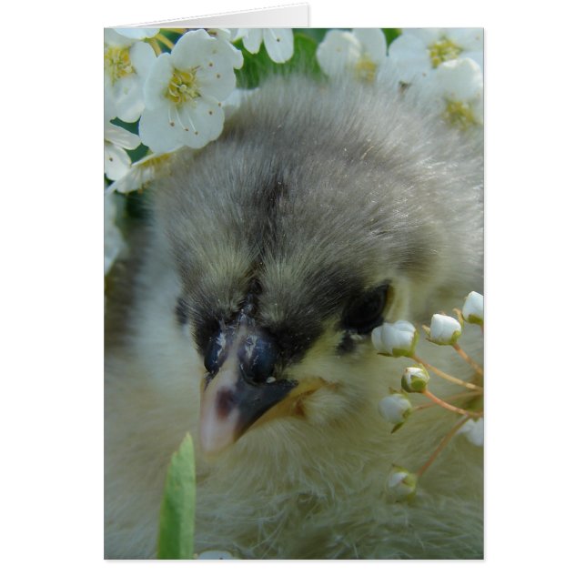 Blue Cochin Chick (Frente)