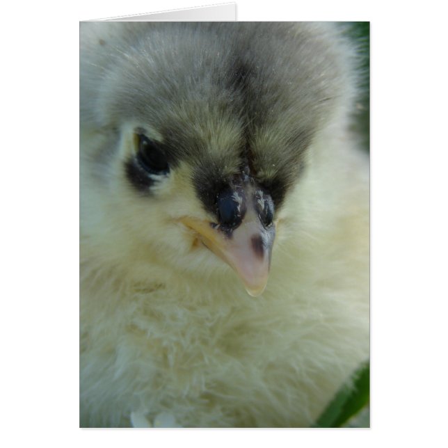 Blue Cochin Chick (Frente)
