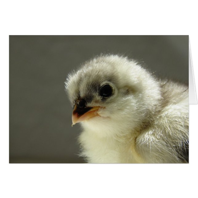 Blue Cochin Chick (Anverso (Horizontal))