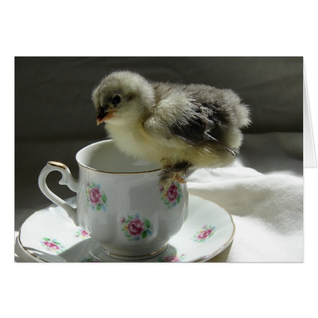 Blue Cochin Chick (Anverso (Horizontal))