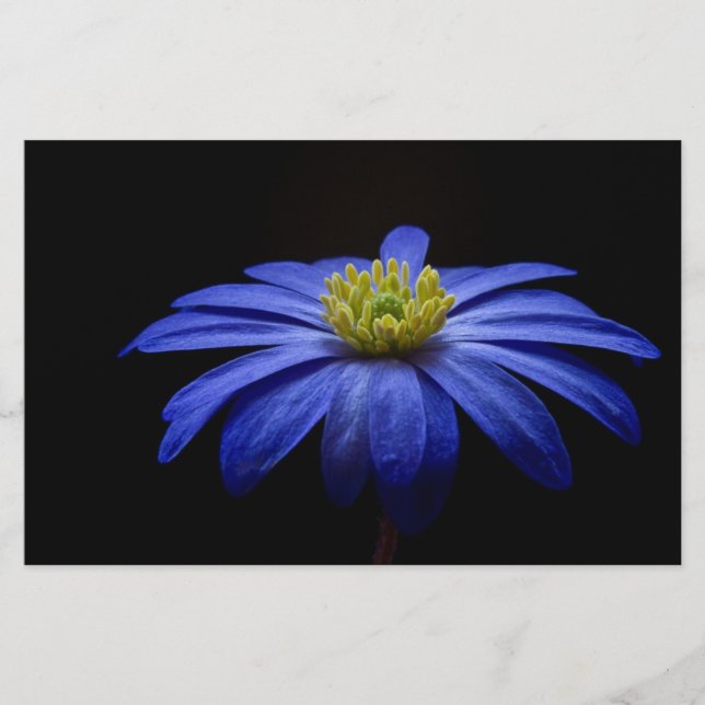 Blue Daisy Gerbera Flower Scrapbook papel (Anverso)