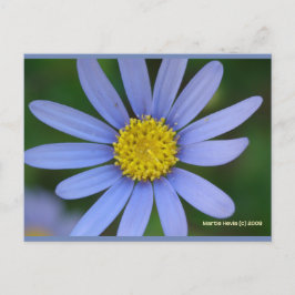 Blue Daisy | Postal Blue Beach Song™