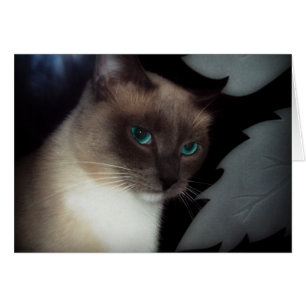 BLUE EYE BELLA