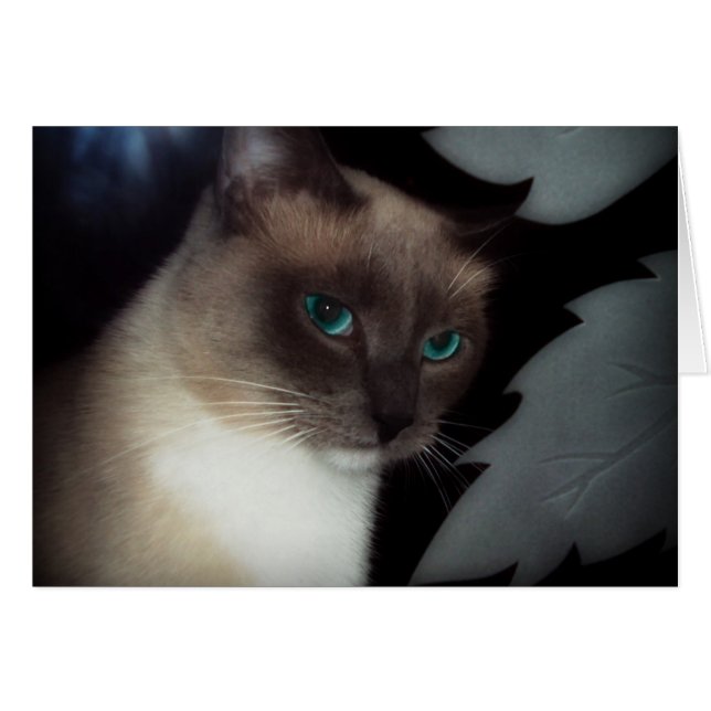 BLUE EYE BELLA (Anverso (Horizontal))