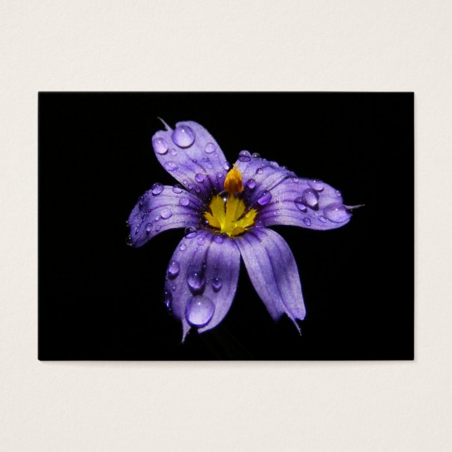Blue Eyed Grass ~ ATC (Frente)